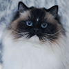 Kitten darlinlildolls ragdoll kittens for sale ottawa montreal kingston toronto ontario canada breeder cats