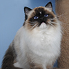 Kitten darlinlildolls ragdoll kittens for sale ottawa montreal kingston toronto ontario canada breeder cats