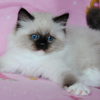 Kitten darlinlildolls ragdoll kittens for sale ottawa montreal kingston toronto ontario canada breeder cats