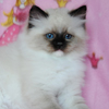 Kitten darlinlildolls ragdoll kittens for sale ottawa montreal kingston toronto ontario canada breeder cats
