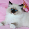 Kitten darlinlildolls ragdoll kittens for sale ottawa montreal kingston toronto ontario canada breeder cats