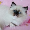 Kitten darlinlildolls ragdoll kittens for sale ottawa montreal kingston toronto ontario canada breeder cats