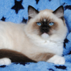 Kitten darlinlildolls ragdoll kittens for sale ottawa montreal kingston toronto ontario canada breeder cats