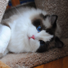 Kitten darlinlildolls ragdoll kittens for sale ottawa montreal kingston toronto ontario canada breeder cats