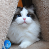 Kitten darlinlildolls ragdoll kittens for sale ottawa montreal kingston toronto ontario canada breeder cats