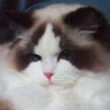 Kitten darlinlildolls ragdoll kittens for sale ottawa montreal kingston toronto ontario canada breeder cats