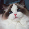Kitten darlinlildolls ragdoll kittens for sale ottawa montreal kingston toronto ontario canada breeder cats