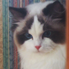 Kitten darlinlildolls ragdoll kittens for sale ottawa montreal kingston toronto ontario canada breeder cats