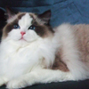 Kitten darlinlildolls ragdoll kittens for sale ottawa montreal kingston toronto ontario canada breeder cats