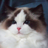 Kitten darlinlildolls ragdoll kittens for sale ottawa montreal kingston toronto ontario canada breeder cats