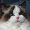 Kitten darlinlildolls ragdoll kittens for sale ottawa montreal kingston toronto ontario canada breeder cats