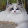 darlinlildolls ragdoll kittens for sale ottawa montreal kingston toronto