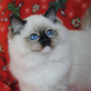 mitted darlinlildolls ragdoll kittens for sale ottawa montreal kingston toronto