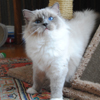Kitten darlinlildolls ragdoll kittens for sale ottawa montreal kingston toronto ontario canada breeder cats
