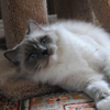 Kitten darlinlildolls ragdoll kittens for sale ottawa montreal kingston toronto ontario canada breeder cats