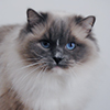 Kitten darlinlildolls ragdoll kittens for sale ottawa montreal kingston toronto ontario canada breeder cats