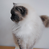 Kitten darlinlildolls ragdoll kittens for sale ottawa montreal kingston toronto ontario canada breeder cats