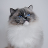 Kitten darlinlildolls ragdoll kittens for sale ottawa montreal kingston toronto ontario canada breeder cats