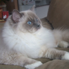 Kitten darlinlildolls ragdoll kittens for sale ottawa montreal kingston toronto ontario canada breeder cats