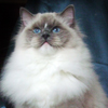 Kitten darlinlildolls ragdoll kittens for sale ottawa montreal kingston toronto ontario canada breeder cats