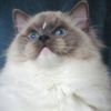 Kitten darlinlildolls ragdoll kittens for sale ottawa montreal kingston toronto ontario canada breeder cats