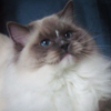 Kitten darlinlildolls ragdoll kittens for sale ottawa montreal kingston toronto ontario canada breeder cats