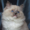 Kitten darlinlildolls ragdoll kittens for sale ottawa montreal kingston toronto ontario canada breeder cats