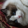 Kitten darlinlildolls ragdoll kittens for sale ottawa montreal kingston toronto ontario canada breeder cats