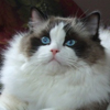 Kitten darlinlildolls ragdoll kittens for sale ottawa montreal kingston toronto ontario canada breeder cats