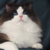 Kitten darlinlildolls ragdoll kittens for sale ottawa montreal kingston toronto ontario canada breeder cats