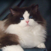 Kitten darlinlildolls ragdoll kittens for sale ottawa montreal kingston toronto ontario canada breeder cats