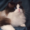 Kitten darlinlildolls ragdoll kittens for sale ottawa montreal kingston toronto ontario canada breeder cats