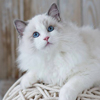 Kitten darlinlildolls ragdoll kittens for sale ottawa montreal kingston toronto ontario canada breeder cats