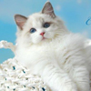Kitten darlinlildolls ragdoll kittens for sale ottawa montreal kingston toronto ontario canada breeder cats