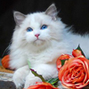 Kitten darlinlildolls ragdoll kittens for sale ottawa montreal kingston toronto ontario canada breeder cats