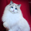 Kitten darlinlildolls ragdoll kittens for sale ottawa montreal kingston toronto ontario canada breeder cats