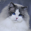Kitten darlinlildolls ragdoll kittens for sale ottawa montreal kingston toronto ontario canada breeder cats