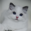 darlinlildolls ragdoll kittens for sale ottawa montreal kingston toronto