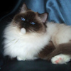 Kitten darlinlildolls ragdoll kittens for sale ottawa montreal kingston toronto ontario canada breeder cats