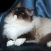 Kitten darlinlildolls ragdoll kittens for sale ottawa montreal kingston toronto ontario canada breeder cats