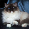 Kitten darlinlildolls ragdoll kittens for sale ottawa montreal kingston toronto ontario canada breeder cats