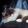 Kitten darlinlildolls ragdoll kittens for sale ottawa montreal kingston toronto ontario canada breeder cats