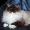 Kitten darlinlildolls ragdoll kittens for sale ottawa montreal kingston toronto ontario canada breeder cats
