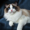 Kitten darlinlildolls ragdoll kittens for sale ottawa montreal kingston toronto ontario canada breeder cats
