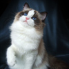 Kitten darlinlildolls ragdoll kittens for sale ottawa montreal kingston toronto ontario canada breeder cats