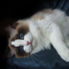 Kitten darlinlildolls ragdoll kittens for sale ottawa montreal kingston toronto ontario canada breeder cats