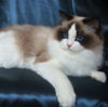 Kitten darlinlildolls ragdoll kittens for sale ottawa montreal kingston toronto ontario canada breeder cats