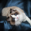Kitten darlinlildolls ragdoll kittens for sale ottawa montreal kingston toronto ontario canada breeder cats