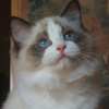 Kitten darlinlildolls ragdoll kittens for sale ottawa montreal kingston toronto ontario canada breeder cats