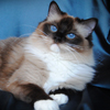 Kitten darlinlildolls ragdoll kittens for sale ottawa montreal kingston toronto ontario canada breeder cats